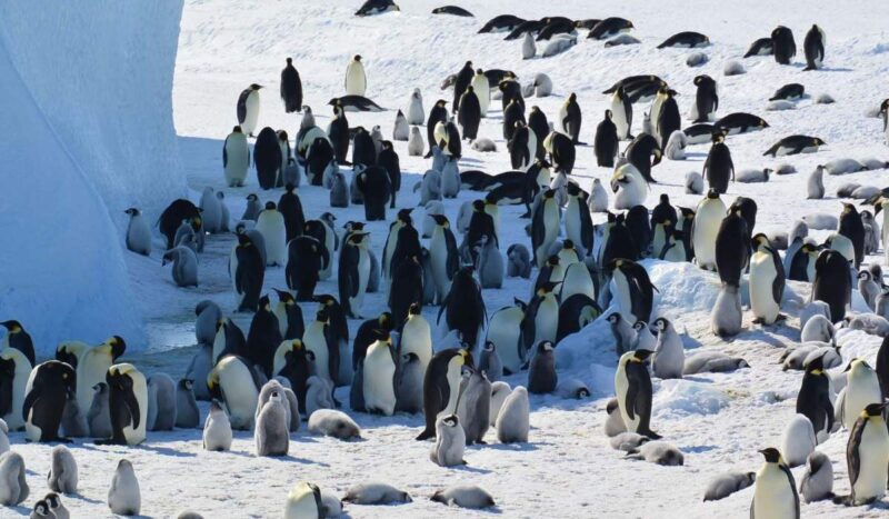 El pingüino emperador y el lobo marino antártico están ahora “en peligro” por el cambio climático