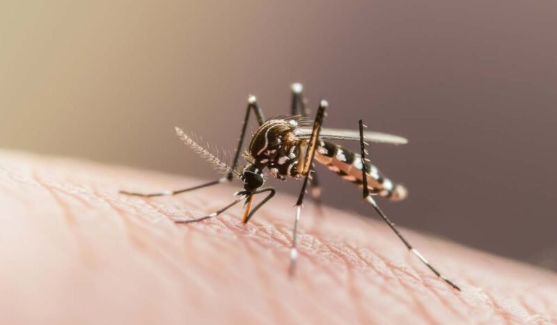 ¡Finalmente una vacuna contra la malaria!