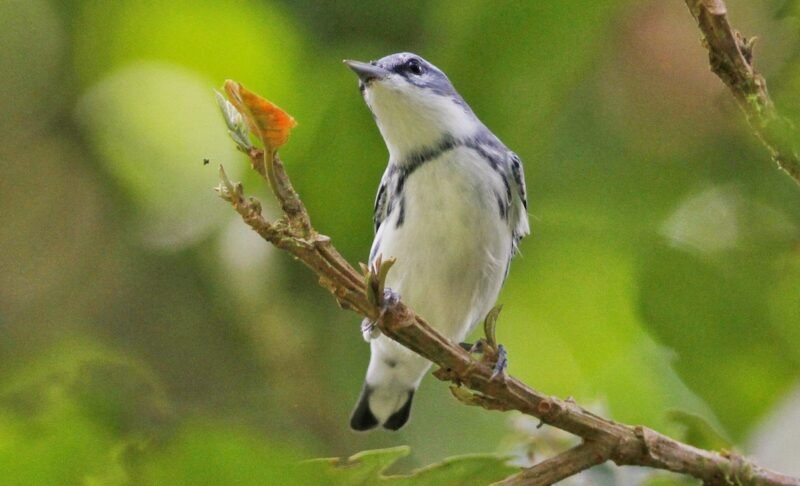 Día Mundial de las Aves Migratorias: cada observación cuenta y la ciencia ciudadana es un pilar de la conservación